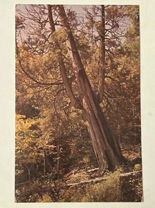 Arbor Vitae Baum Postkarte Glanzchrom unbesendet natürliche Brücke von Virginia Vintage - Bild 1 von 3