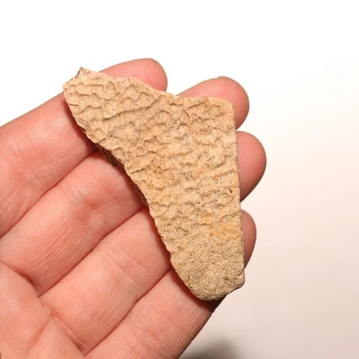 Turtle Shell - Dinosaur Aged - Nice Sized - Hell Creek Formation Late Cretaceous - Image 1 of 4