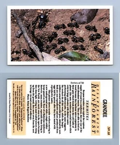 Termites #10 - Disappearing Rain Forest 1991 Grandee Cigarette Card - Picture 1 of 1