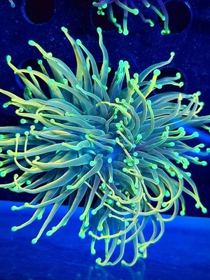 Antorcha única del Santo Grial cabeza XXL CK Wysiwyg frag de coral vivo Foto 1 de 3