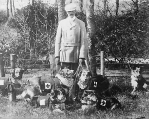 Maj Richardson Perros Cruz Roja Británica 8x10 Reimpresión de Foto Antigua - Imagen 1 de 1