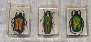 Real Green Gold Black Scarabs Beetles - Picture 1 of 2