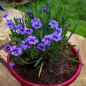 Sisyrinchium bellum (Blue-Eyed Grass) 25-100 Seeds •RARE Garden Plant Flowers UK - Picture 1 of 3