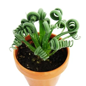 Exotenherz - Albuca spiralis "Frizzle Sizzle" - Ausgefallenes Zwiebelgewächs - Bild 1 von 4