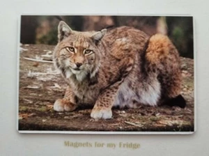 LYNX / BOB CAT / WILD CAT FRIDGE MAGNET - M840F - Picture 1 of 1