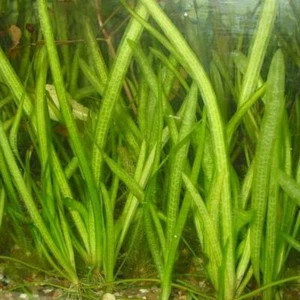 *Buy 2 GET 1 FREE* 5 Jungle Val Italian val vallisneria Live Aquarium Plant ✅ - Picture 1 of 6