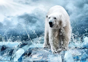 Bear Polar Ice Water Spray 3D Full Wall Mural Photo Wallpaper Home Decal Dec Kid - Picture 1 of 15