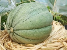 Charentais Seeds