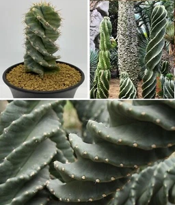 Cereus Peruvianus Spiralis "Screwdriver" | 10 seeds | Rare | Same Day Dispatch - Picture 1 of 5