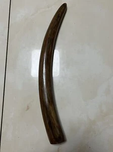 Exquisite Zahnfossilien aus der Eiszeit - uraltes Fossilienpräparat. - Bild 1 von 7