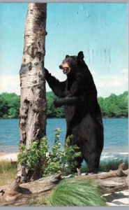Orso nero in piedi accanto all'albero e al lago paesaggio animale cartolina d'epoca - Foto 1 di 2