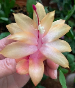 6 x Mix Schlumbergera Zygocactus Cuttings 1 each w/ Dutch Yellow Apricot B'fly - Picture 1 of 6