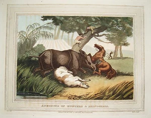 Nashornjagd Nashorn Jäger Jagd altkolorierter Kupferstich in Aquatinta 1813 nr2 - Picture 1 of 1