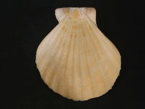 Excelente patrón... RADULA DE COMPTOPALIO ~ 89,3 mm ~ CARACOL DE MAR de Malasia - Imagen 1 de 2