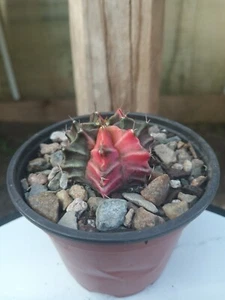 Gymnocalycium Mihanovichii Variegated Cactus - Picture 1 of 1