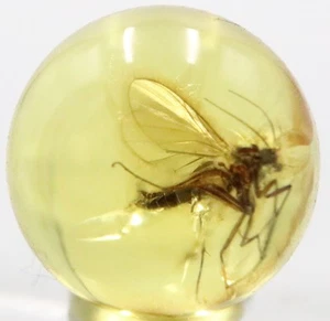 Amber Bead 8.1 mm NOT DRILLED Sphere with Rare Insect trapped for Million Years - Picture 1 of 6