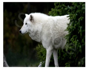 Transferencia de hierro White Wolf - Imagen 1 de 30