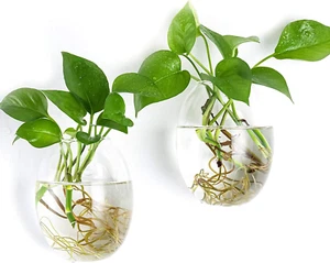 Wall Hanging Propagation Station Glass Plant Terrarium Container Egg Shape for P - Picture 1 of 12