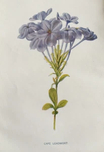 Cape Leadwort Antique Print C1900 – F E Hulme Botanical Garden Flower Art - Picture 1 of 9
