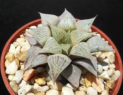 Haworthia mirabilis v. badia rara planta suculenta exótica higo cactus cactus maceta de 4" Foto 1 de 2