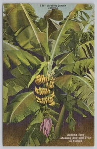 Sarasota Florida Jungle Gardens Banana Tree Linen Postcard - Picture 1 of 2