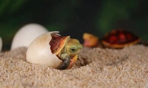 MaoErJu Studio Out Of Shell Set Turtle Birth Resin Statue Model Collect In Stock - Picture 1 of 2