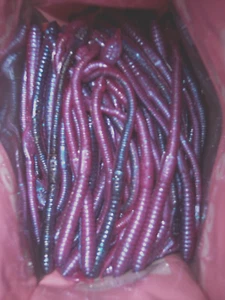 Manns 6" Jelly Worm Barsch Angelköder 10 Stück lila zweifarbig Wurm eingestellt - Bild 1 von 9