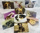 10 bideawee &amp; spca all ocasion cards pets dogs cats cards new with envelopes