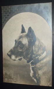 Postal de cómic estilo foto real de perro de colección 1906 ALSACIANO Holanda Países Bajos - Imagen 1 de 2