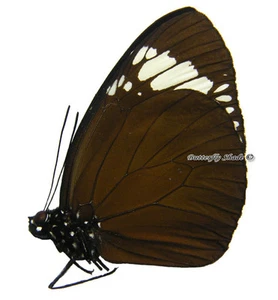 Mariposa/Danaidae sin montar - Euploea blossomae corazonae, macho, Filipinas A- - Imagen 1 de 1