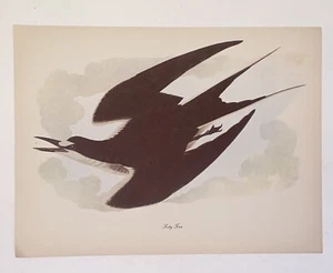 Vintage Audubon John James Birds of America Rußseeschwalbe Lithographie Kunstdruck - Bild 1 von 8