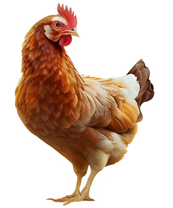 2X Autoaufkleber Sticker Huhn Aufkleber - Bild 1 von 1