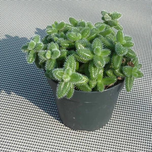 Delosperma echinatum Eispflanze Gurkenpflanze Pickle Plant selten! - Bild 1 von 4