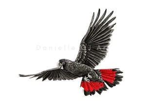 Original A4 Watercolour and Ink Pen Flying Red Tailed Black Cockatoo Painting - Picture 1 of 2