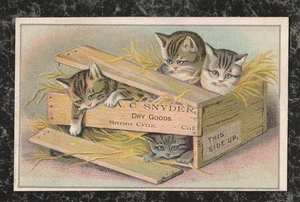Tarjeta Victoriana Gatitos en Caja de Madera Snyder Dry Goods Santa Cruz CA 4.5x2.75 - Imagen 1 de 2