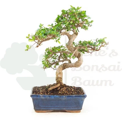 BONSAI Chinesische Ulme 'Zelkova parvifolia' Pflegeleicht & Anfängergeeignet - Bild 1 von 4