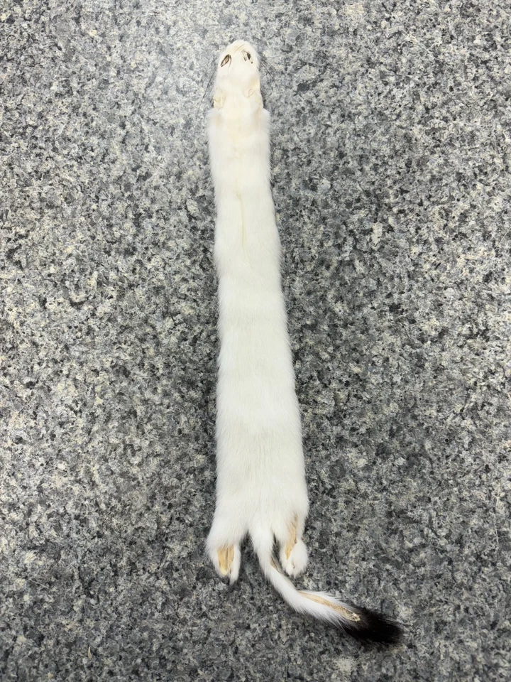 Tanned Weasel, black tip tail, Ermine, Crafts, Fur - Image 1 of 1