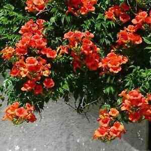 10 Madame Galen Trumpet Vine unrooted cuttings . Red Blooms!  Free Shipping!