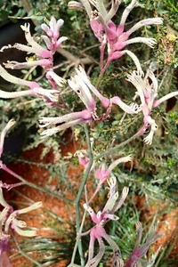 SAMEN Wintergarten Zimmerblume Känguru-Blume seltene Blumenpflanze Saatgut - Bild 1 von 1