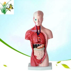 Menschlicher Torso Anatomisches Modell Skeleton Life Size MedizinischeAnatomie - Bild 1 von 11