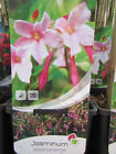 Jasminum stephanense - Rosa Jasmin - Pflanze 30-50cm bis -15C Winterhart