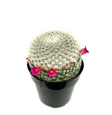 Mammillaria Elegans Cactus Potted - Image 1 of 4