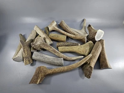 1LB Elk Antler Chews For Dogs Various Sizes - Image 1 of 4