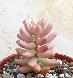 Sedum Rubrotinctum 'Aurora' Pink Succulent Plant Variegated Small Bareroot - Picture 1 of 4