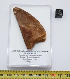 Carcharodontosaurus Saharicus Dinosaur Tooth T.Rex (5.8 Centimeters) - Picture 1 of 12