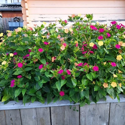 Wunderblume - Bild 1 von 4