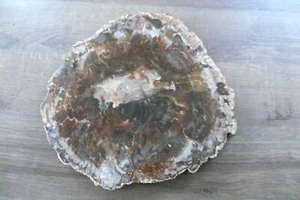 Ancienne tranche de bois fossile pétrifié fossilisé Madagascar  27X26 cm - Imagen 1 de 4