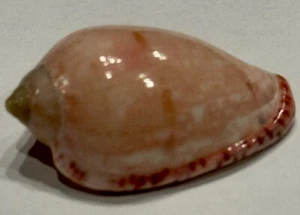 Marginella Senegalensis 33.20 mm F+++ /Gem West Sahara. - Picture 1 of 3