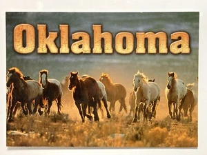Oklahoma Horses Wild Horse Herd Picture Postcard 7620 Photo by David Stoecklein - Picture 1 of 2