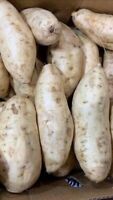 White Japanese Sweet Potato Plants // Cuttings 10 White Sweet potato Slips